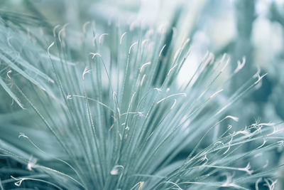 Close-up of plants growing on field