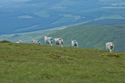 The sheeps on the mountain against sky in wicklow, ireland