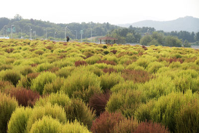 Scenic view of agricultural field against sky