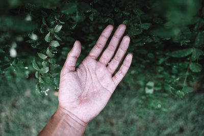 Close-up of hand holding plant