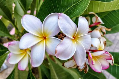 Close-up of white flowering plant