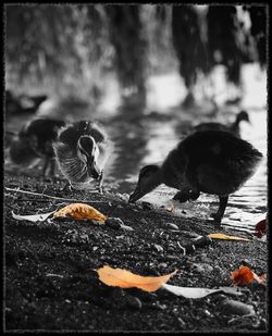 View of birds eating in water