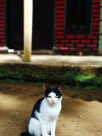 Portrait of cat sitting outdoors