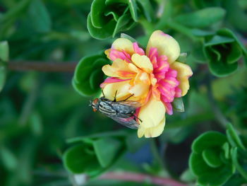 Close-up of bee on flower