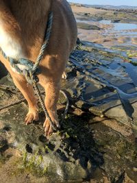 High angle view of dog drinking water