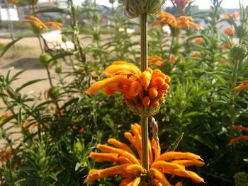 Close-up of orange flower