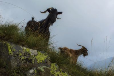 View of a goats on mountains