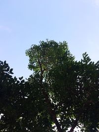 Low angle view of trees against blue sky