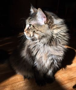 Close-up of cat sitting on floor