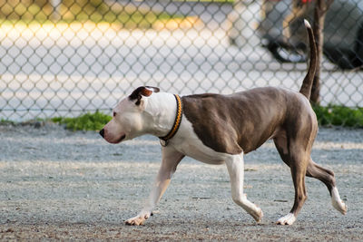 Dog standing outdoors