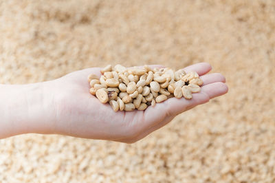 Close-up of hand holding corn