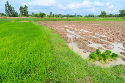 Scenic view of farm against sky