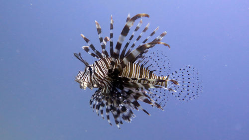 Lionfish close-up