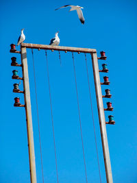 Low angle view of seagulls perching on blue sky