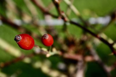 Close-up of cherries on tree