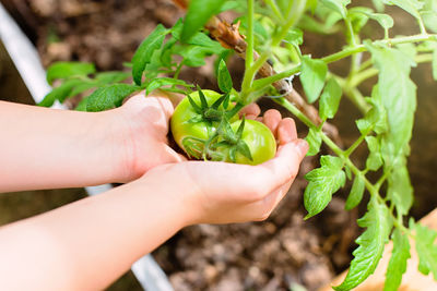 Children's hands hold young green tomatoes, near a bush in a greenhouse