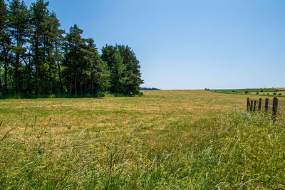 Scenic view of field against clear sky