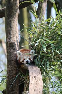 Red panda on tree trunk