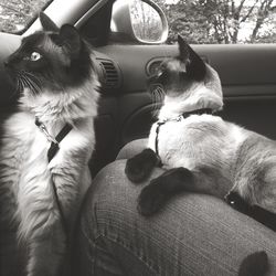 Cropped image of person with cats sitting in car