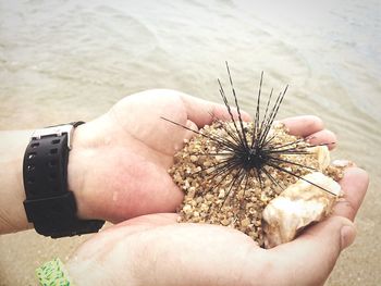 Cropped hand holding sea urchin at beach