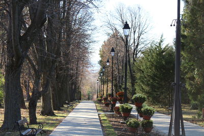 Walkway amidst trees against sky