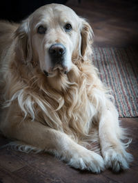 Close-up portrait of dog relaxing on floor
