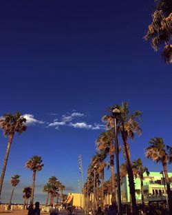 Low angle view of palm trees against blue sky