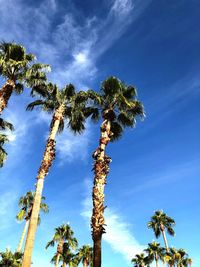 Low angle view of coconut palm tree against blue sky