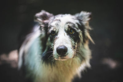 Close-up portrait of dog outdoors