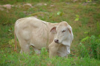 Cow standing in field