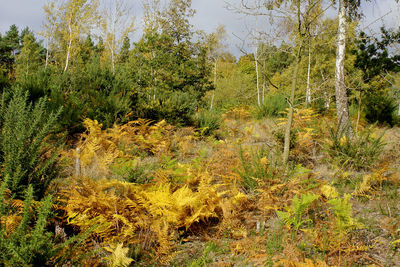 Trees in forest