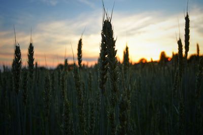 Close-up of wheat field against sky during sunset