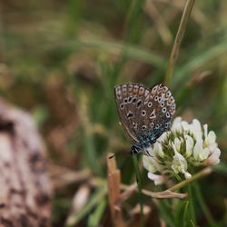 Close-up of butterfly on plant