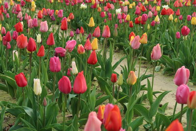 Close-up of red tulips in field