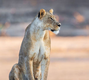 Lioness looking away