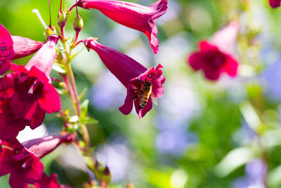 Close-up of bee pollinating on purple flower