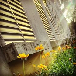 Yellow flowers blooming in garden