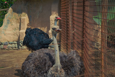 View of birds in zoo