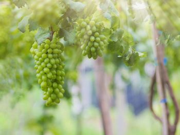 Close-up of grapes growing in vineyard