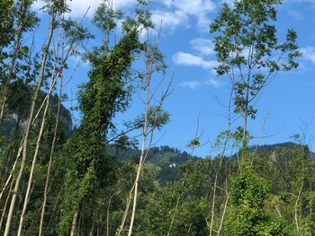 Low angle view of trees against sky