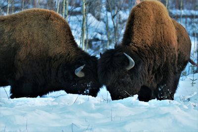 Close up of two male bison sparring for dominance in the winter snow in british columbia,  canada