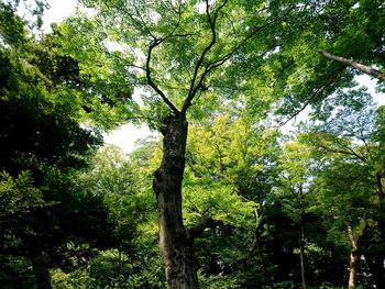 Low angle view of trees in forest