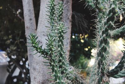 Close-up of cactus growing on tree