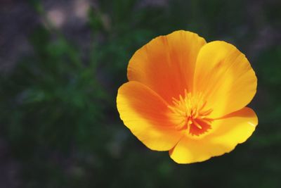 Close-up of orange flower against blurred background