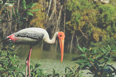 Bird perching on a tree