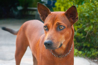 Close-up portrait of dog
