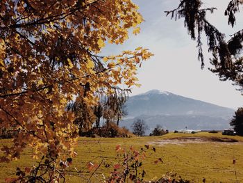 Trees on field against sky during autumn