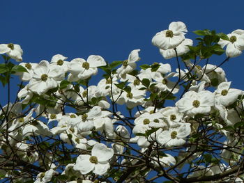 Low angle view of white flowers blooming on tree