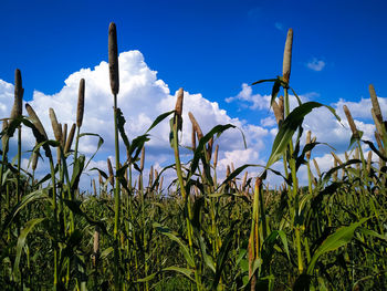 Low angle view of plants growing on field against sky