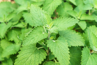 Full frame shot of fresh green leaves